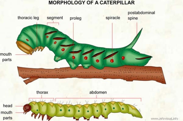 Caterpillar Legs Diagram