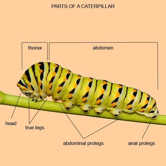 Caterpillar Diagram Label
