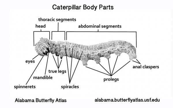 Caterpillar Legs Diagram