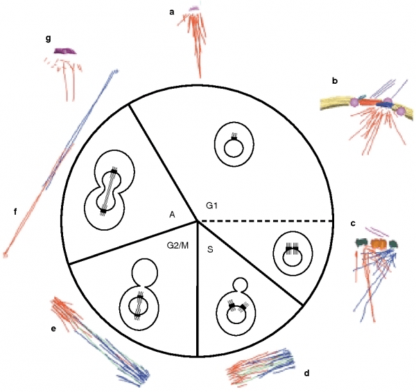 Figure 1 From The Spindle Cycle In Budding Yeast