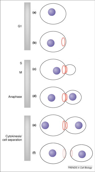 Septin Dynamics In Budding Yeast  Early In G1 In Unbudded Cells