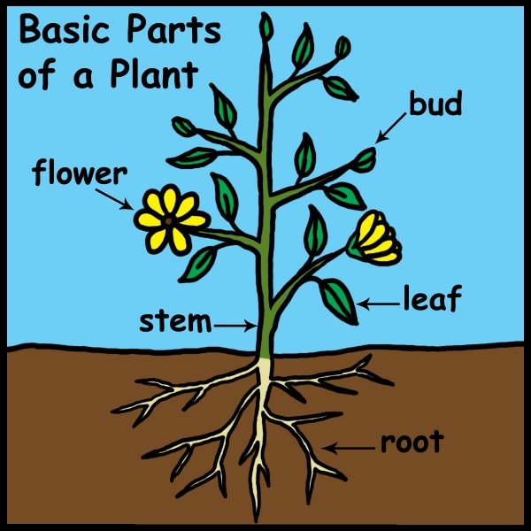 Plant Diagram Clipart