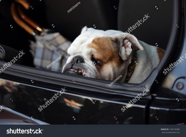 English Bulldog Acting Car Alarm Luggage Stock Photo (edit Now