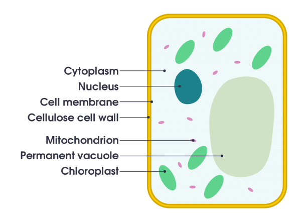 File Simple Diagram Of Plant Cell (en) Svg
