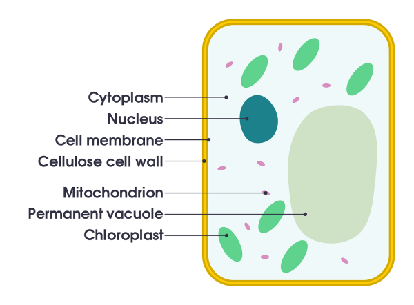 Simple Plant Cell Diagram Labeled