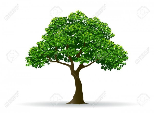 Tree And Leaf,tree Branch,realistic Tree,tree Vector Royalty Free