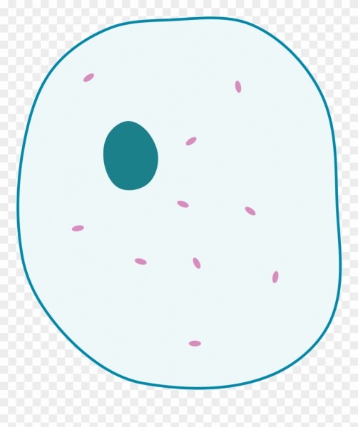 Animal Cell Png File Simple Diagram Of